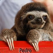 Pedro™