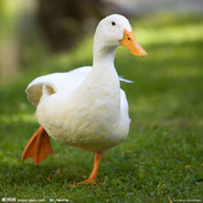 AutismoDuck