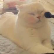 苾弦沉迷棉花坨子中