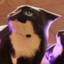 meow