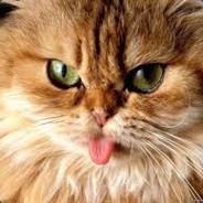 The Cat~