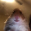 Hamster