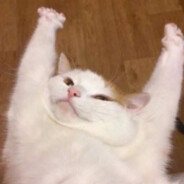 可爱猪猪