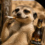 Avatar of StickTail