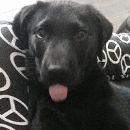 dog.
