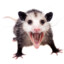 Horny Opossum