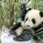 a wild panda