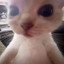 Avatar of player bye_кiт67 (в сметане)