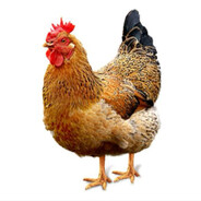 优美的低于生活