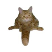 Анальный орешек