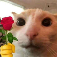 在非洲拿拖把打猎