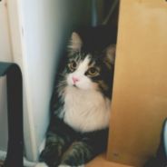 我赵日天表示不服！