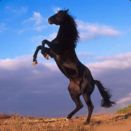McStallion 🐎