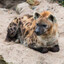 Yeen-looking cat