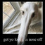 nose