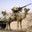 Tactical_Camel