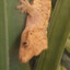 CyanGecko