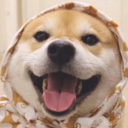 晚上睡不着数羊