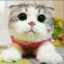 Cute cat