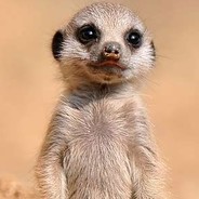 DLimpyMeerkatPC