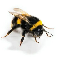 Конченый Шмелюга