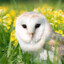 I &lt;3 Owls