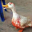 A Duck