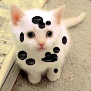 MeoWCoW