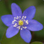 Hepatica