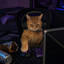 KittyPlays