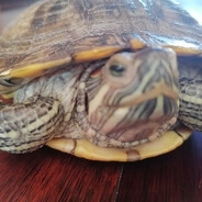 刀哥的牛牛会喷火