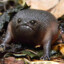 BlackRainFrog