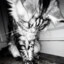 lunne