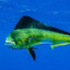 Mahi Mahi