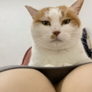 回龙观主任医师