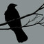 raven