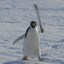Pingu Enfurecido