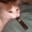 Attack_Rat