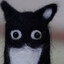 gato sorprendido