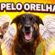 cachorro orelha