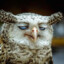 OwlThatNeedsCoffee