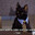Blossomcats