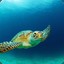 Turt