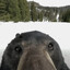 Big Bear