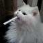 Hipkyr