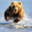 gbear