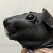 专扌斥亻尔爹蛋