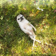 peacefulness