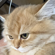 下等马给我田忌巴