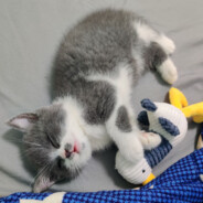 我的爹我的佬我的大脑变大枣